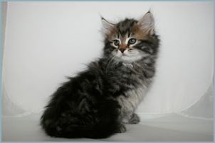 Male Siberian Kitten from Deedlebug Siberians
